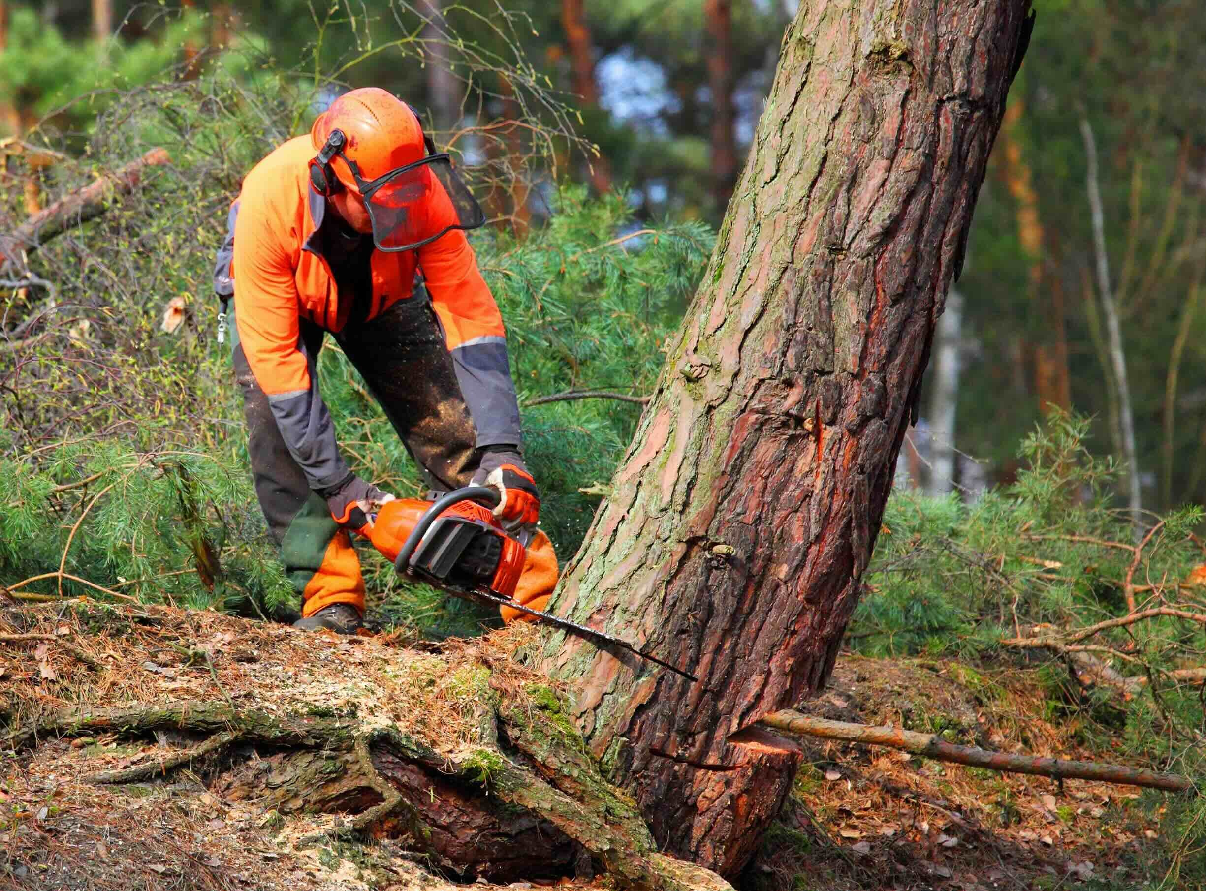 Skovtrolden leasing case