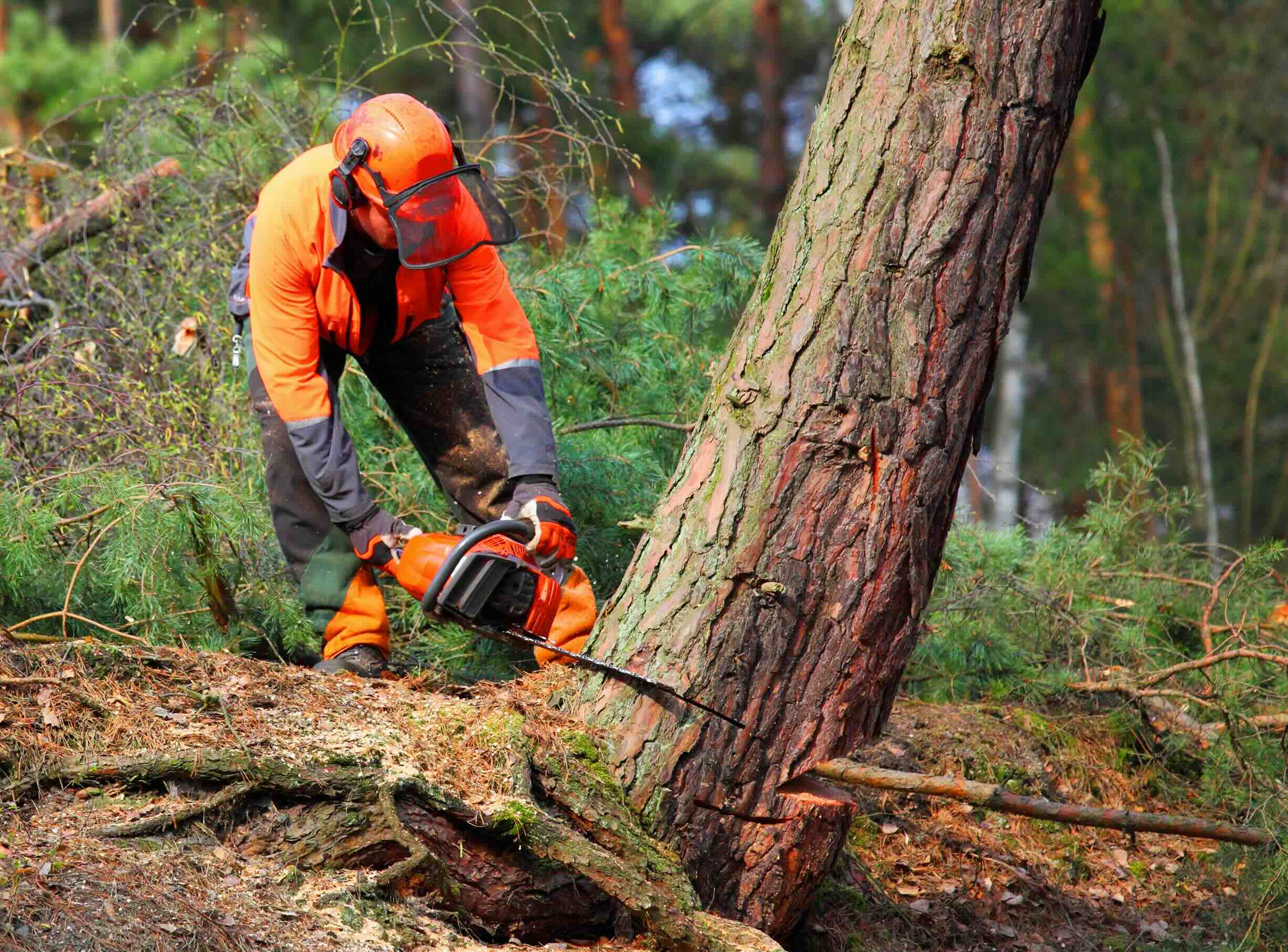  Skovtrolden leasing case